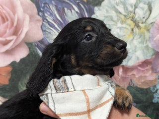 Dachshund dogs - Advert 3