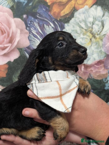 Dachshund dogs - Advert 2