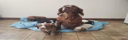 Cocker Spaniel dogs for sale: Cocker Spaniel Puppies Top Quality - Advert 18