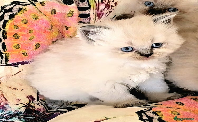 Himalayan cats - Advert 2
