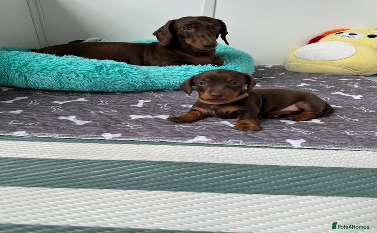Dachshund dogs - Advert 1