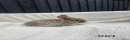 Mixed Breed rabbits for sale: Stunning rabbits ready for their new forever homes - Advert 2