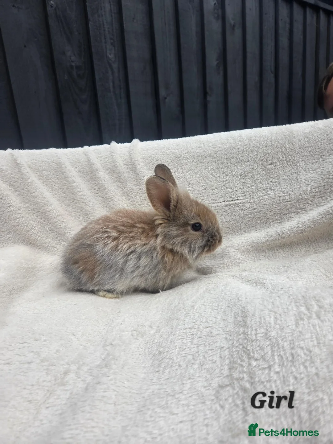 Mixed Breed rabbits for sale: Stunning rabbits ready for their new forever homes - Advert 2
