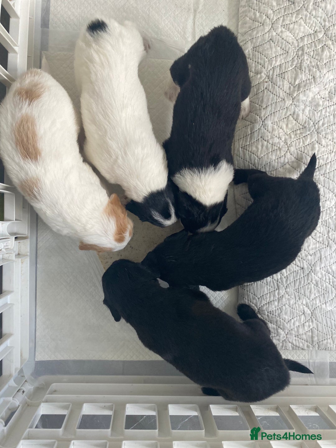 Mixed Breed dogs for sale: Cocker collie cross  - Image 33