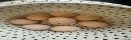 Chickens poultry for sale: Hatching eggs Pekin bantams & silkie  - Advert 2