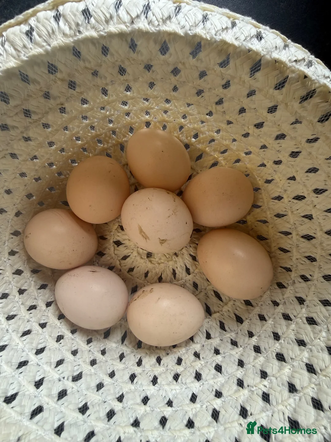 Chickens poultry for sale: Hatching eggs Pekin bantams & silkie  - Advert 2