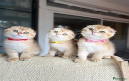 Scottish Fold cats for sale: Beautiful TICA-Reg Scottish Fold Girls - Image 7