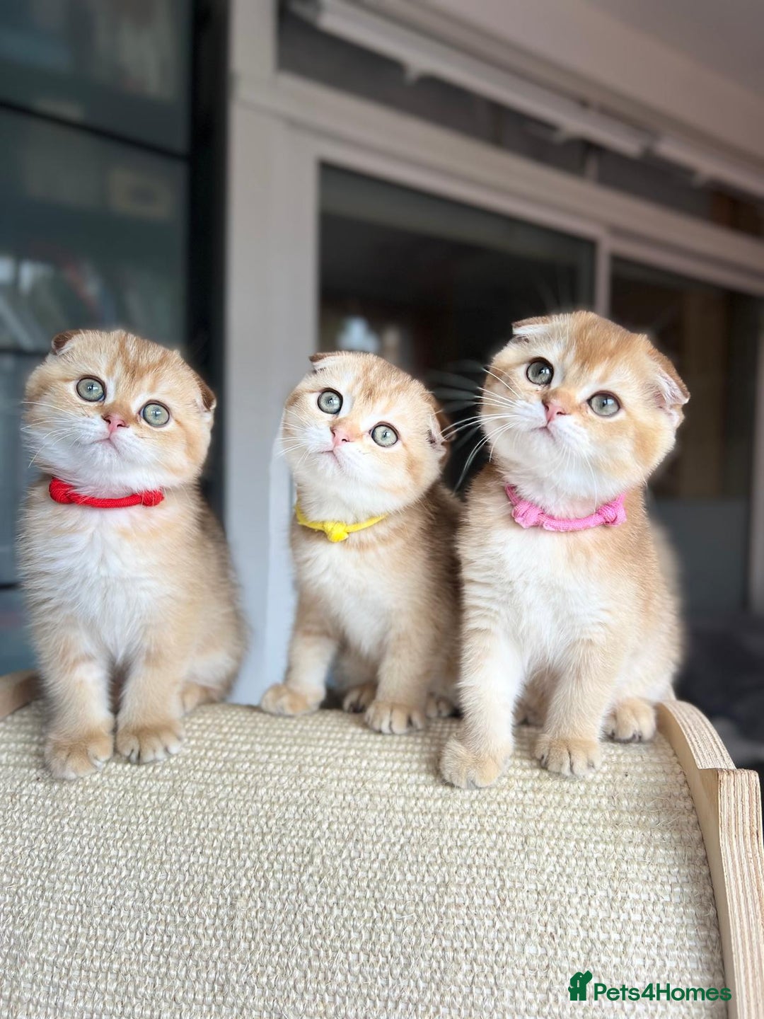 Scottish Fold cats for sale: Beautiful TICA-Reg Scottish Fold Girls - Image 7