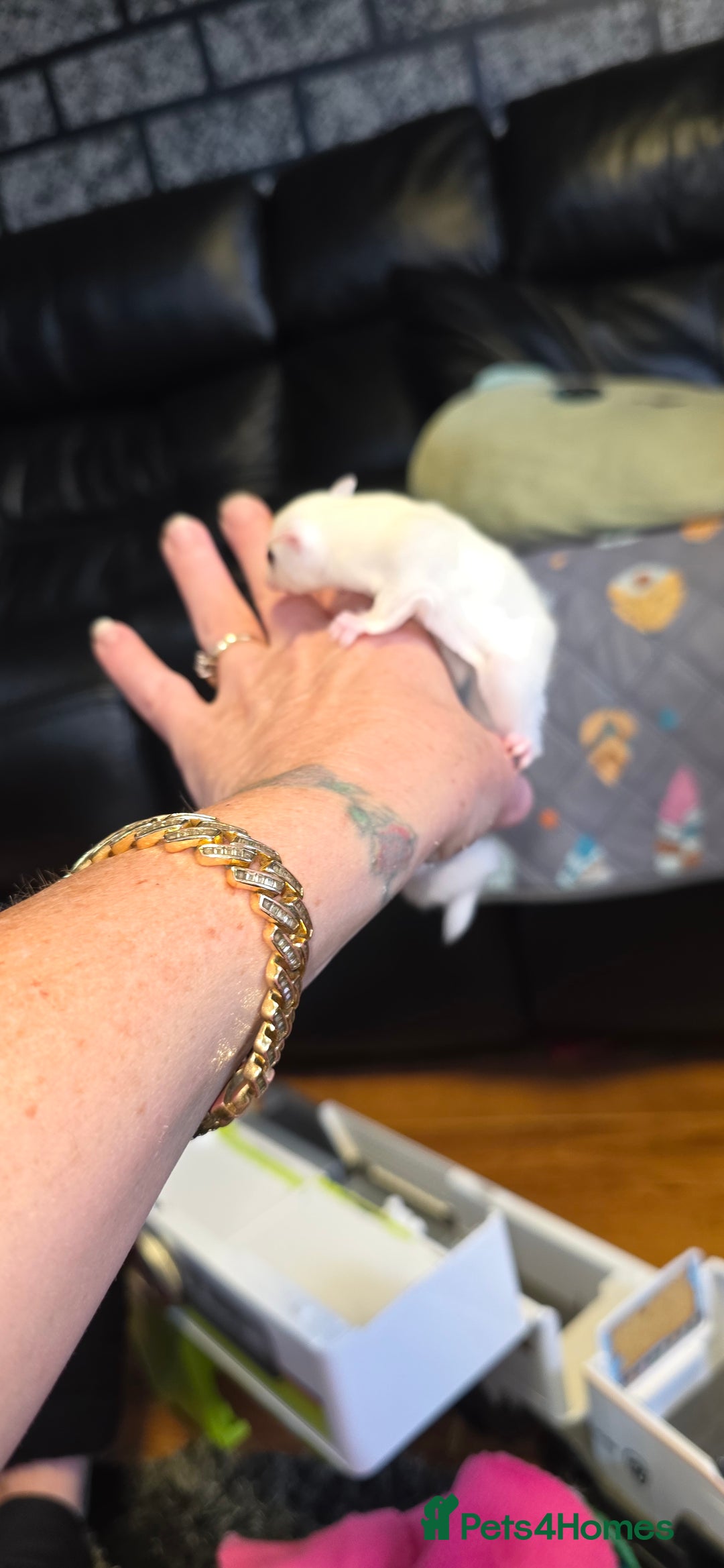 Sugar Glider rodents for sale: SOLD Rare male ruby leu sugar glider - Image 7