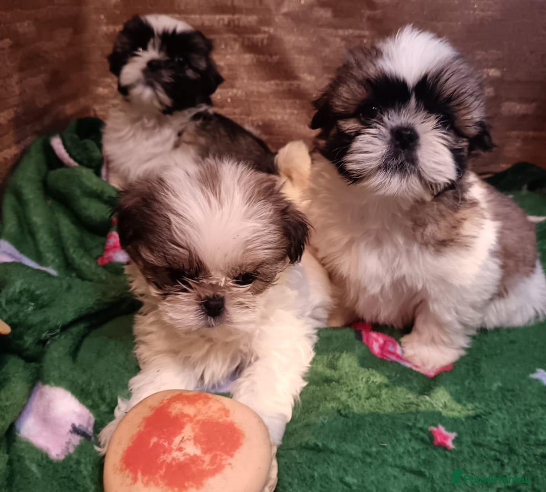 Shih Tzu dogs for sale: Shih Tzu puppy's - Advert 7