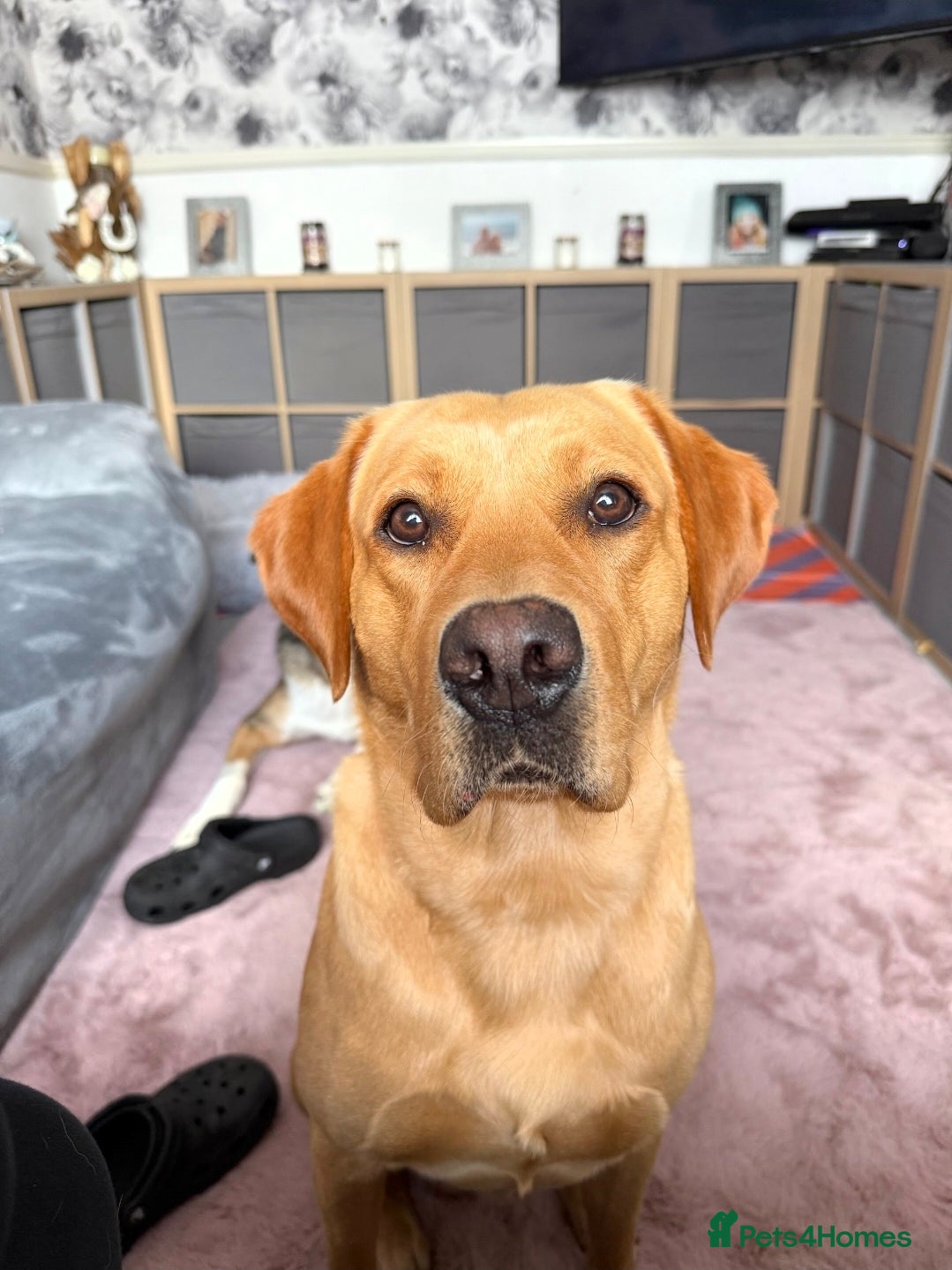 Labrador Retriever dogs 2 year old kc registered male red labrador  - Advert 1