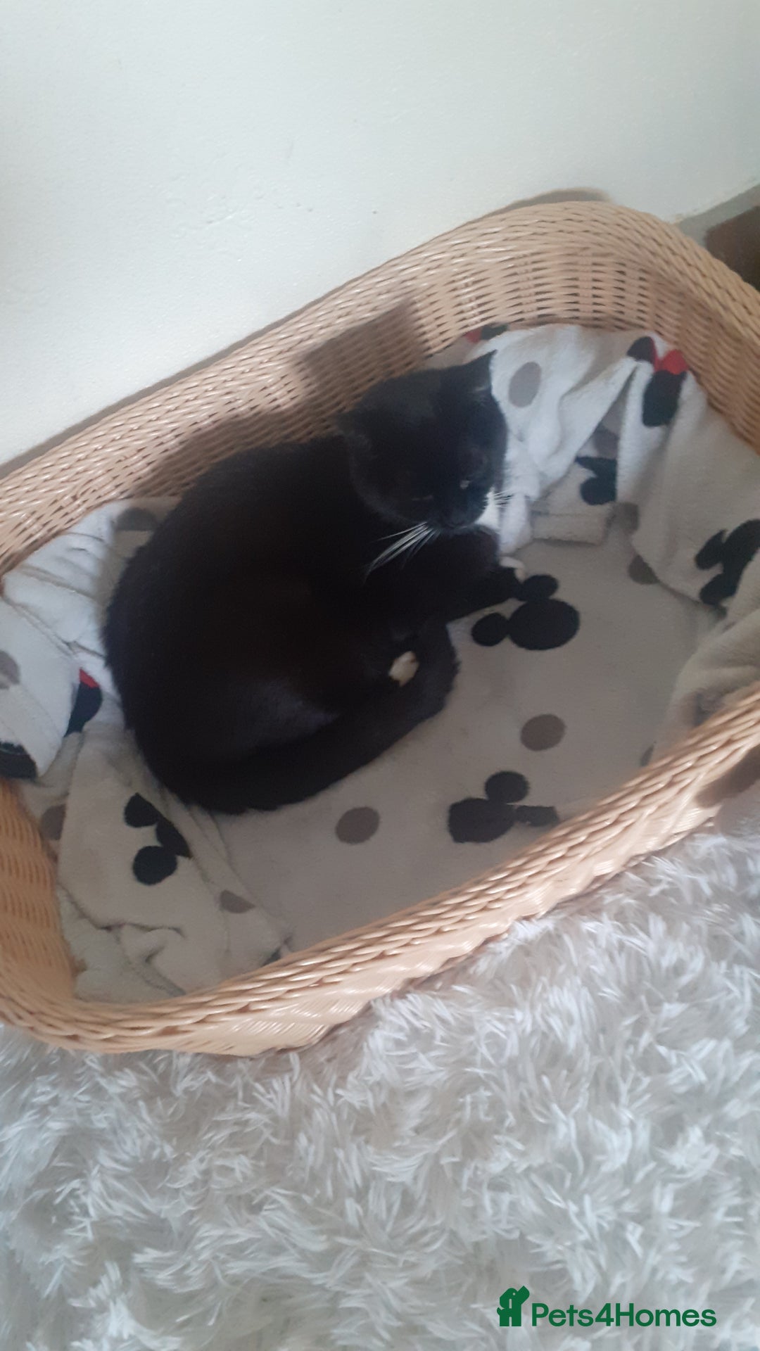 Mixed Breed cats for sale: 3 Beautiful, Friendly kittens  - Image 5