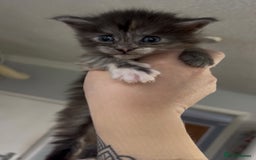 Maine Coon cats for sale: Beautiful RARE coloured Maine Coons - Image 22