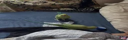 Ringnecks birds for sale: Indian ringneck for sale  - Advert 5