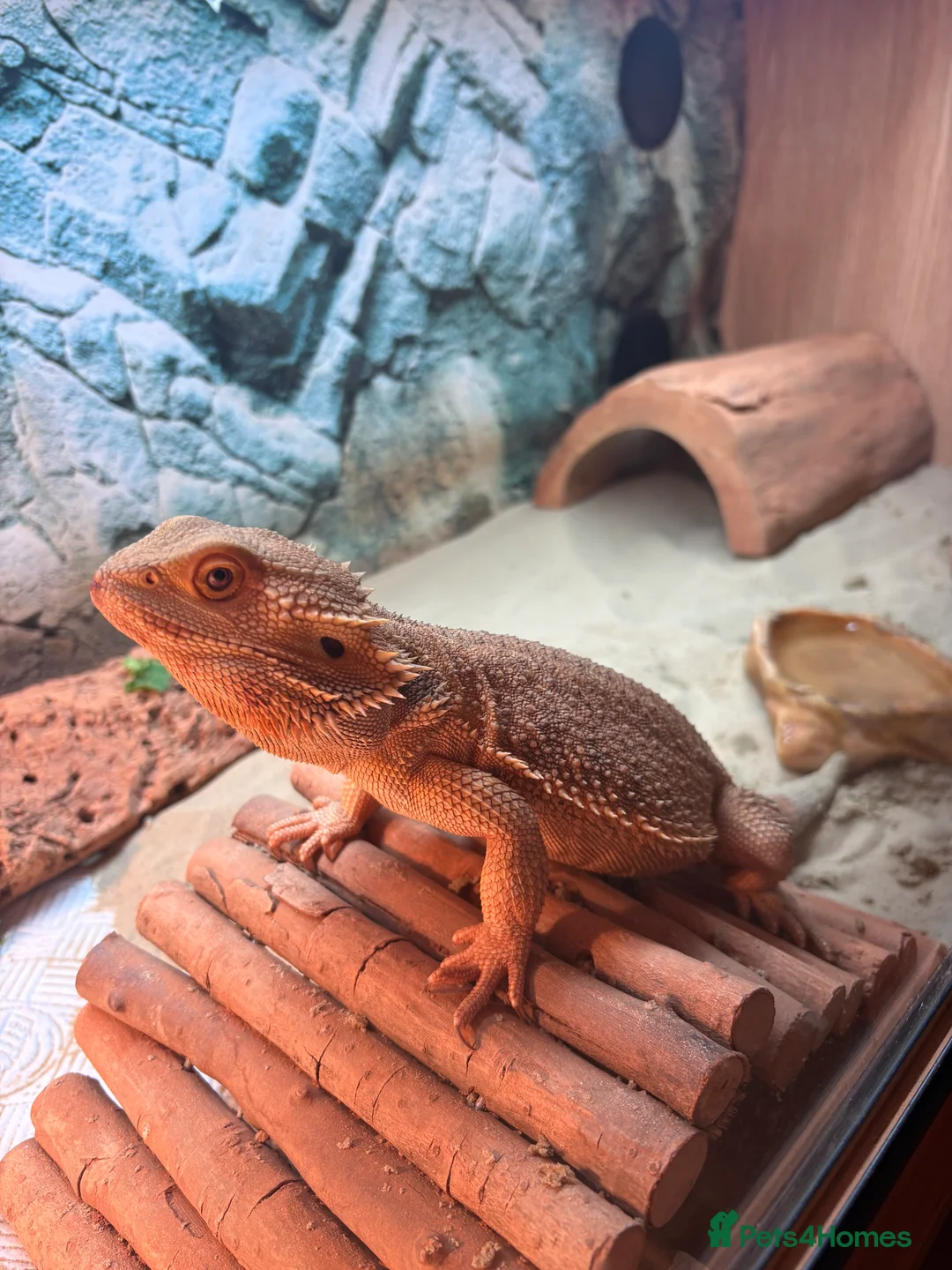 Bearded Dragon reptiles for sale: Male Bearded Dragon in Harwich - Advert 3