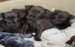 Mixed Breed dogs for sale: Patterdale x Lakeland terrier pups - Image 2