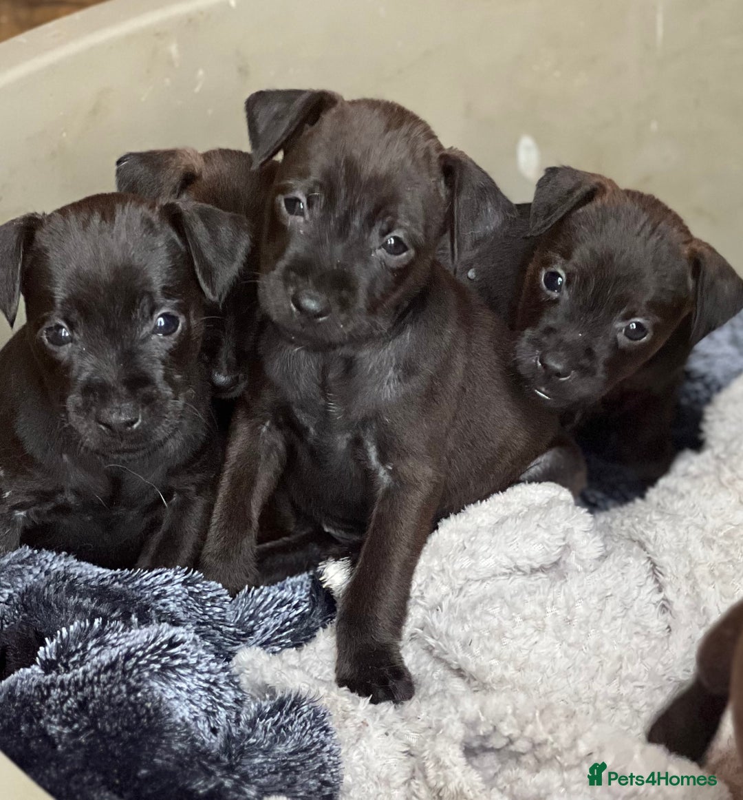 Mixed Breed dogs for sale: Patterdale x Lakeland terrier pups - Image 2