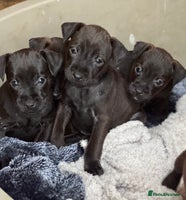 Mixed Breed dogs - Advert 11