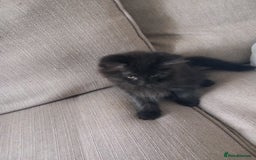 Mixed Breed cats for sale: READY TO GO Large Maine Coon Cross Kittens - Image 2