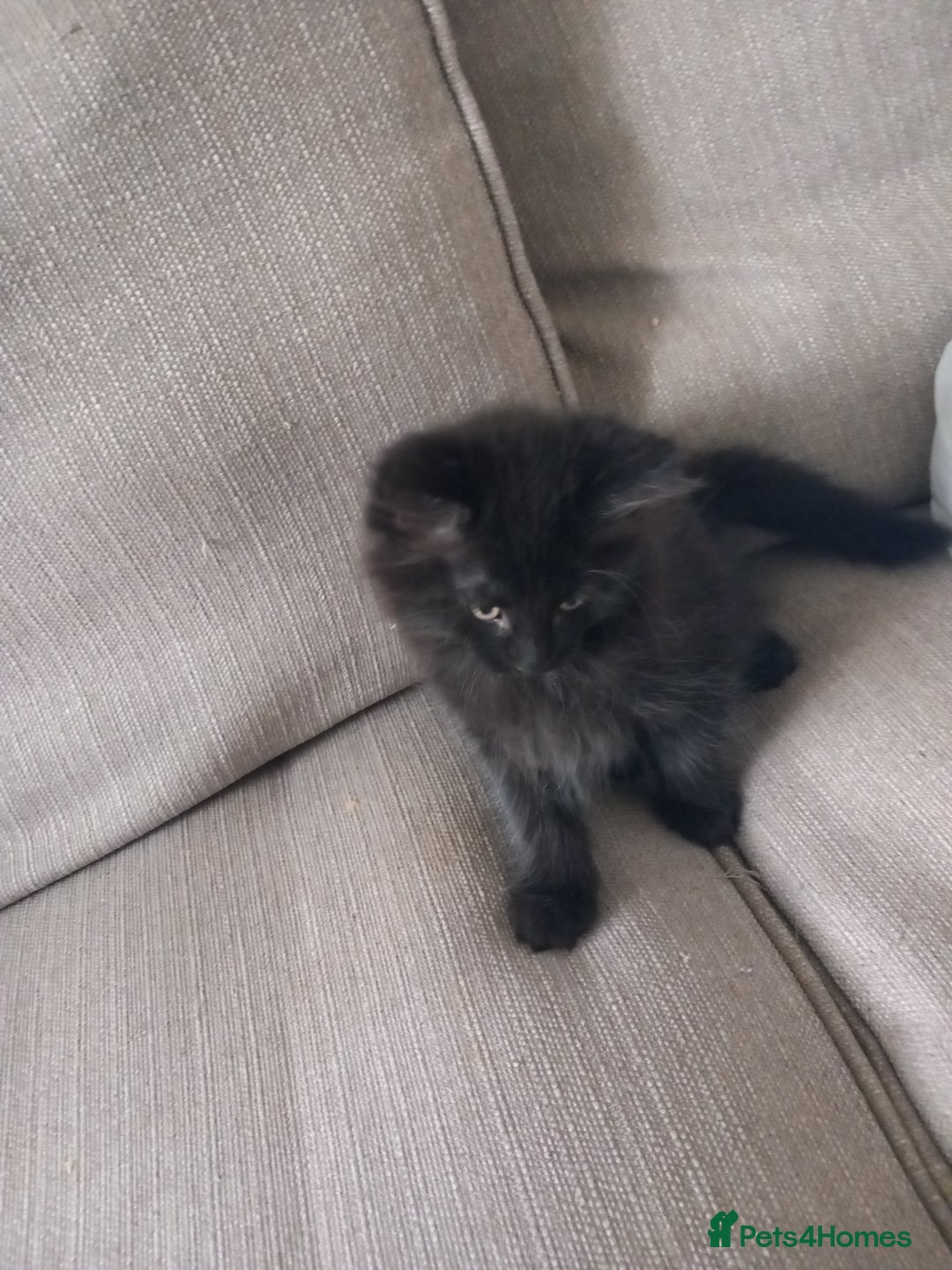 Mixed Breed cats for sale: READY TO GO Large Maine Coon Cross Kittens - Image 2