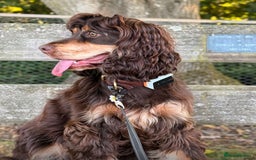 Cocker Spaniel dogs for sale: Kc Reg Pure bred show cocker spaniels  - Image 4