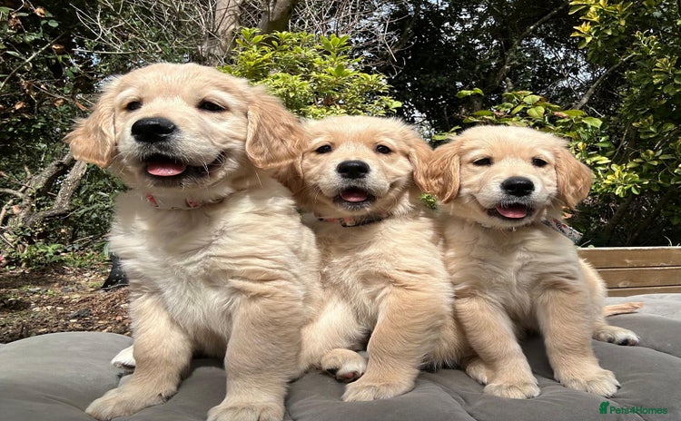 Golden Retriever dogs - Advert 11