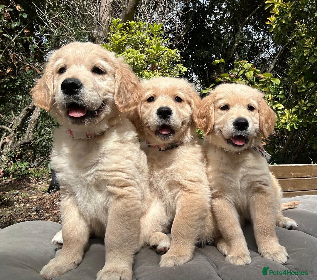 Golden Retriever dogs for sale: Golden retriever puppies READY NOW - Image 2
