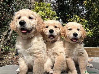 Golden Retriever dogs - Advert 10