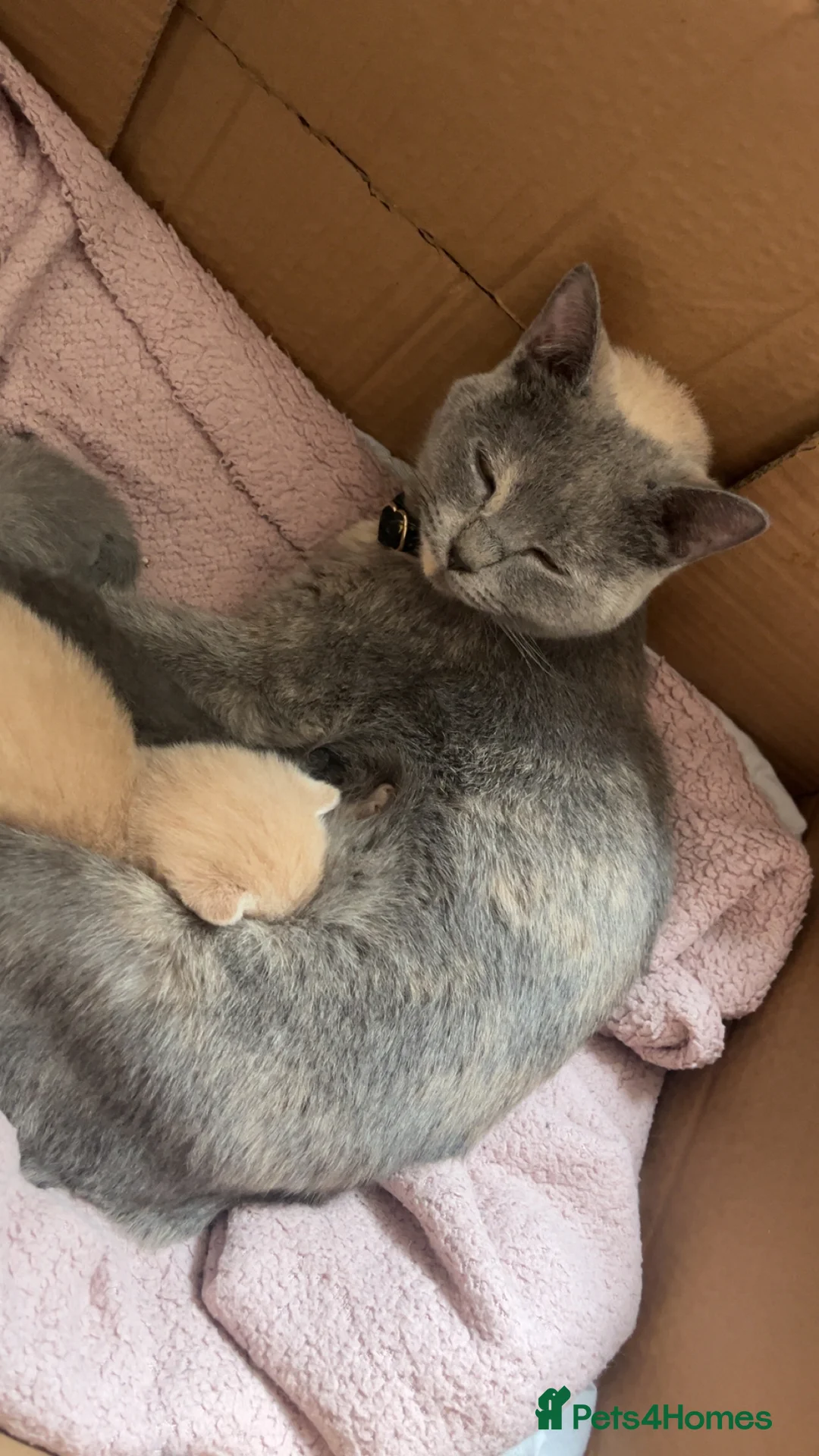British Shorthair cats for sale: 2 male British short hair kittens  in Barrow-in-Furness - Advert 2