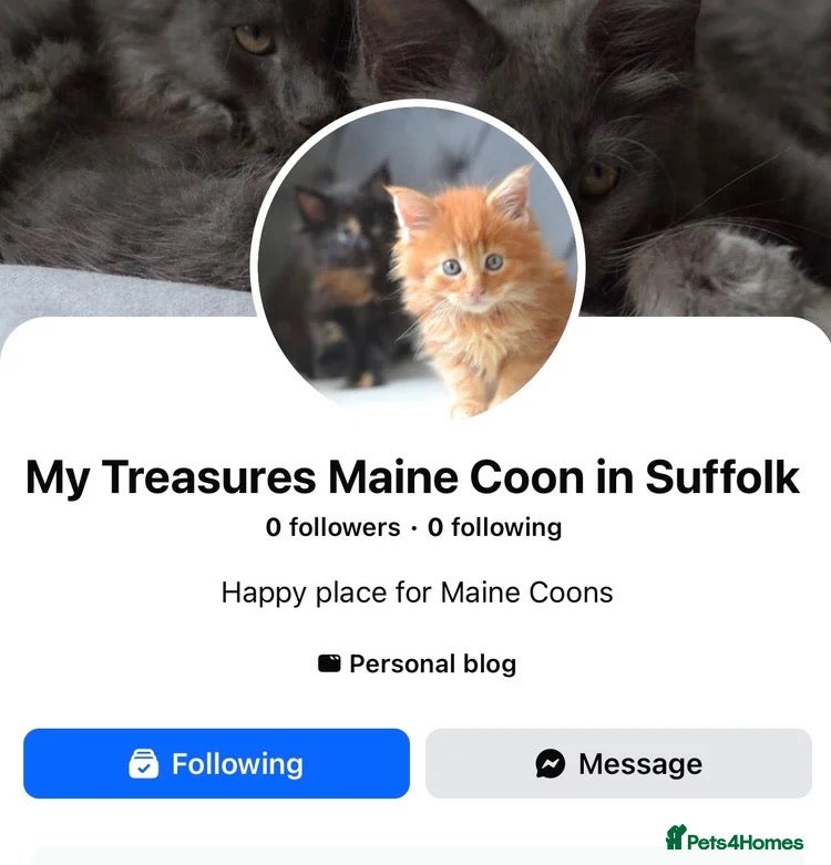 Maine Coon cats for sale: Tica Maine Coon Kittens available for reservation - Advert 2