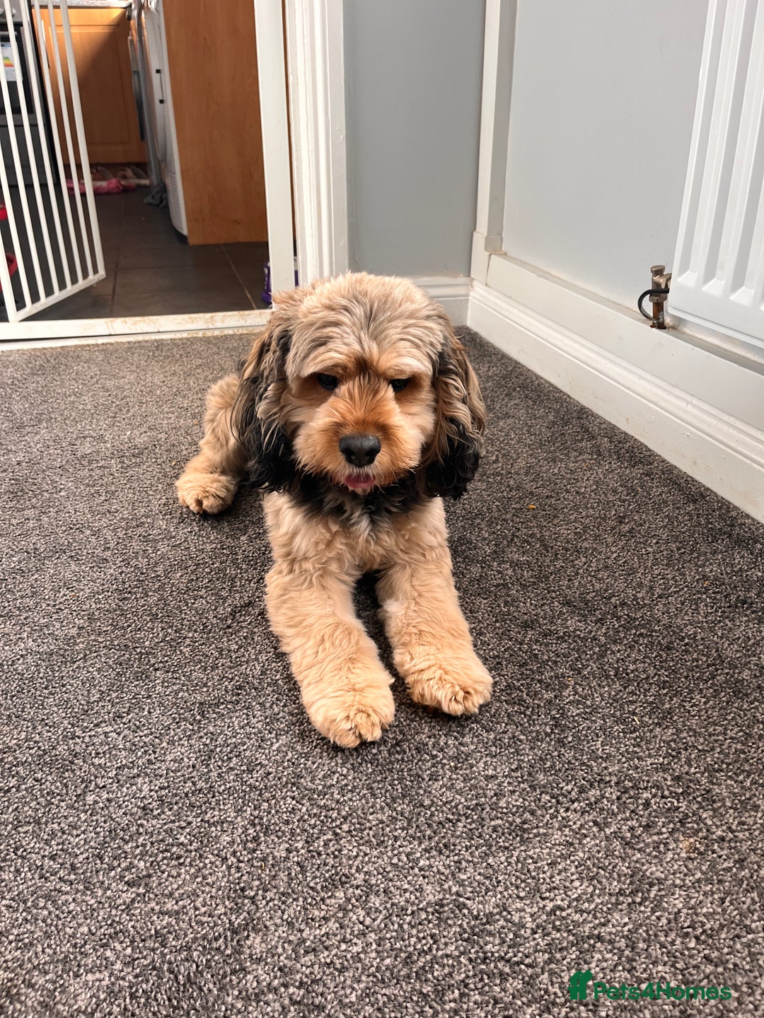 Cockapoo dogs for stud: Male dog for stud - Image 4