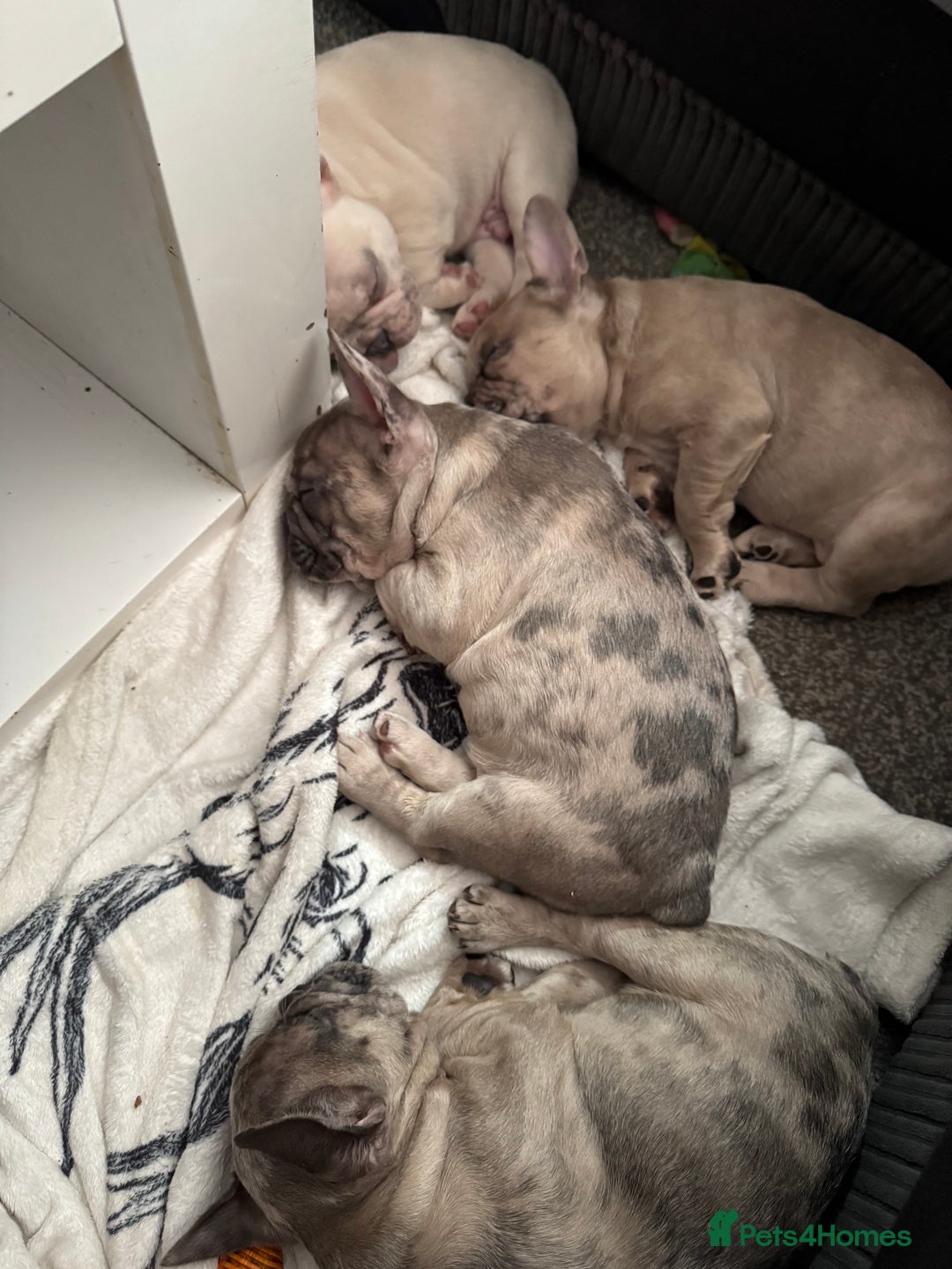 French Bulldog dogs for sale: 2 STUNNING BOY FRENCHIES LEFT…. REDUCED READY NOW in Stoke-on-Trent - Image 32