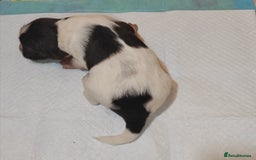 English Springer Spaniel dogs for sale: 🌟 Beautiful Springer Spaniel Litter - Image 40