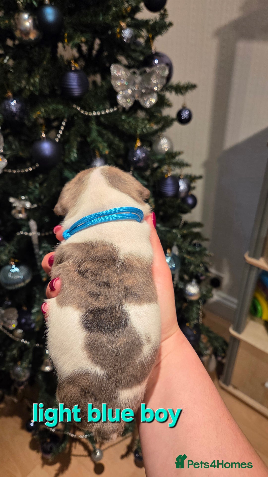 French Bulldog dogs for sale: Adorable French Bulldog puppies  - Advert 14