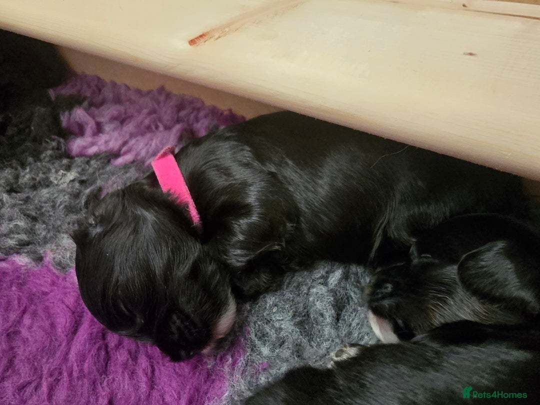 Cockapoo dogs for sale: Stunning American Cockapoos  - Image 6