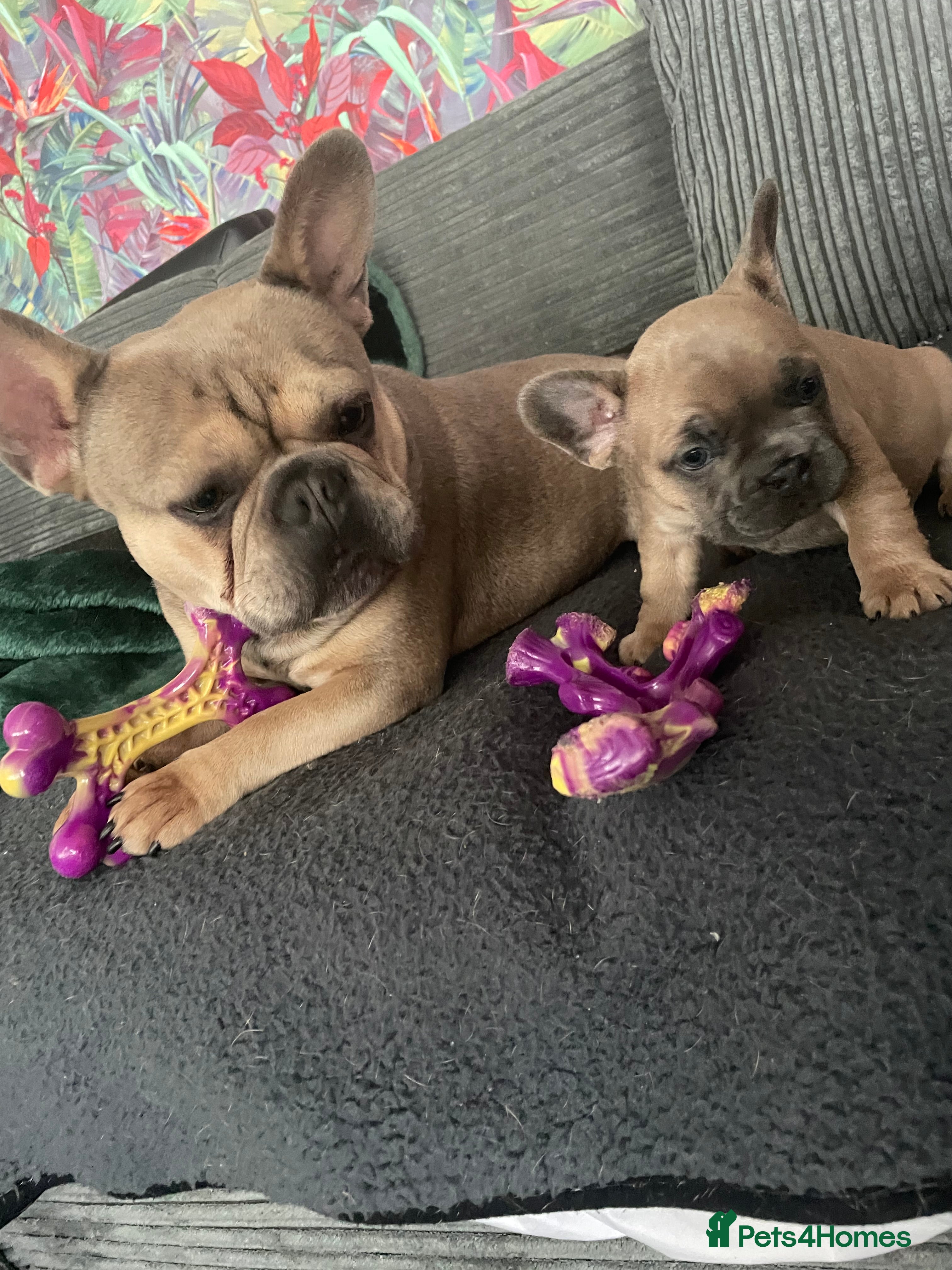 French Bulldog dogs Proven KC registered Frenchie for stud - Advert 13