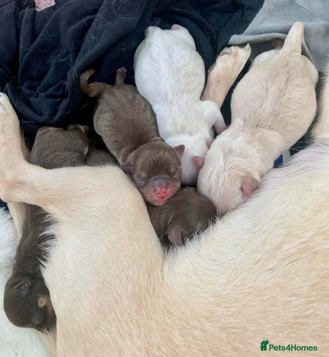 Chihuahua dogs for stud: Long Coat KC Lilac & Tan Proven Stud in Washington - Advert 4