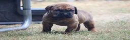 Presa Canario dogs for sale: World class presa canarios  - Advert 18