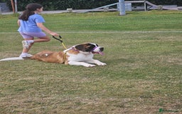 Saint Bernard dogs for sale:  Lovely female Saint bernard  - Image 2
