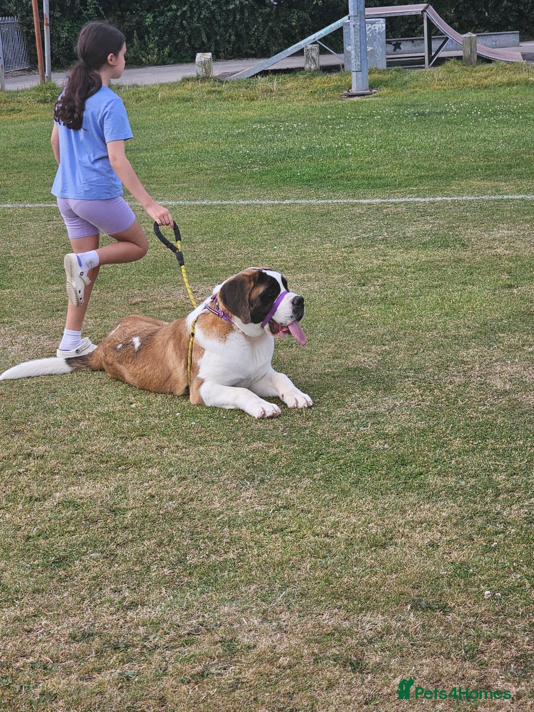 Saint Bernard dogs for sale:  Lovely female Saint bernard  - Image 2