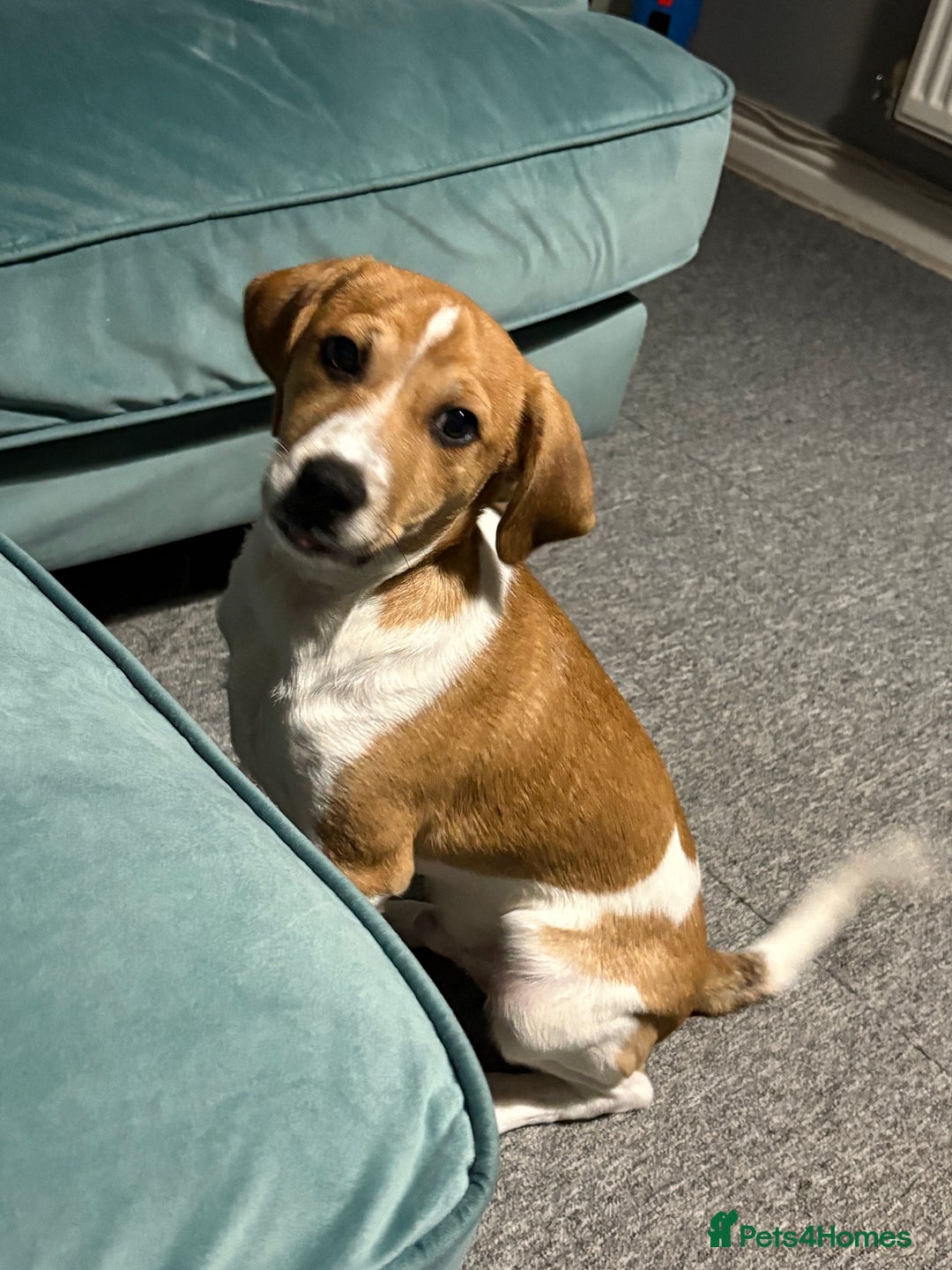 Mixed Breed dogs for sale: Adorable pup  - Advert 2