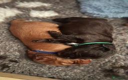 Cocker Spaniel dogs for sale: Ready now🐶X1 boy left🐶working cocker spaniel - Image 31