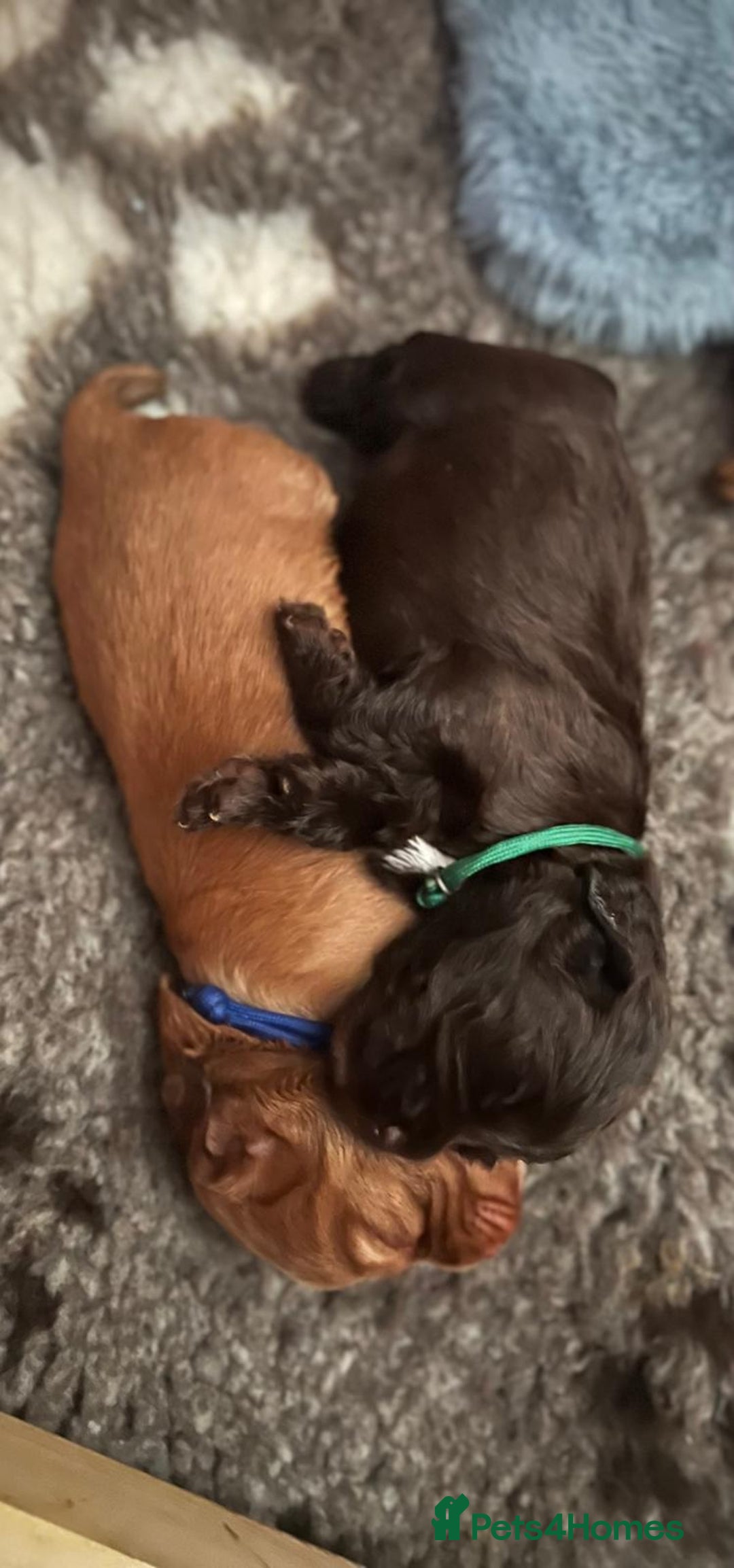 Cocker Spaniel dogs for sale: Ready now🐶X1 boy left🐶working cocker spaniel - Image 31