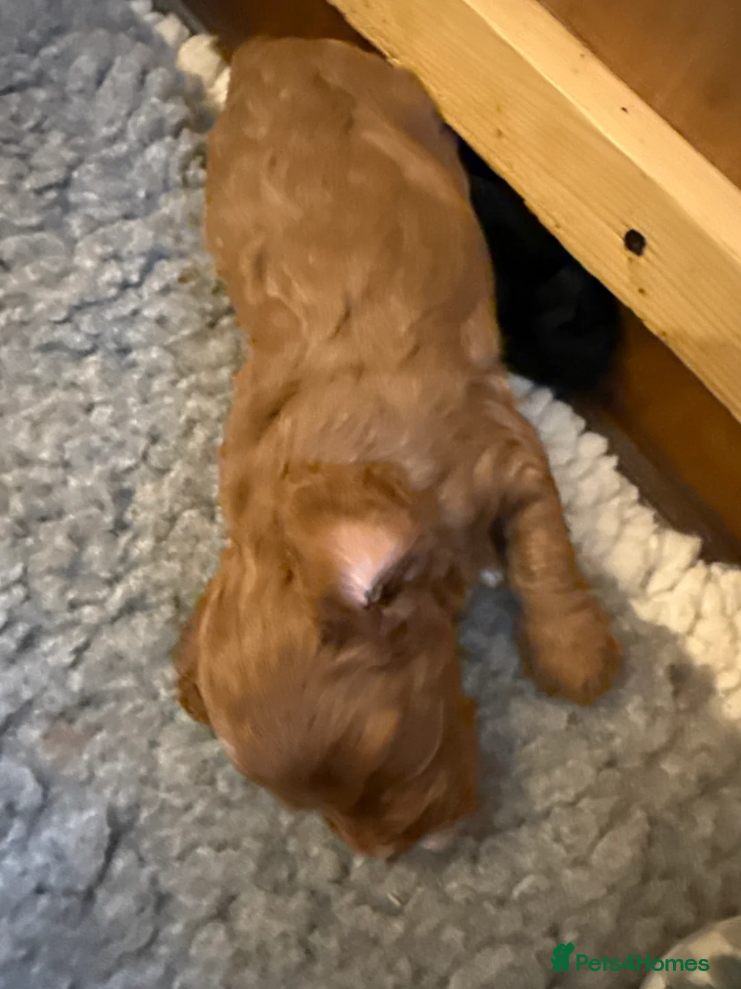 Cavapoo dogs for sale: F1 Red Toy Cavapoo puppies  - Advert 3
