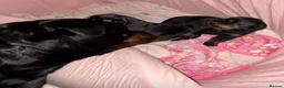 Rottweiler dogs for sale: KC Registered Rottweiler Puppies - Advert 10