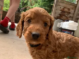 Cockapoo dogs Fox red cockapoo - Advert 5
