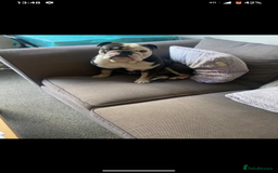 English Bulldog dogs for sale: English bulldog  - Image 2