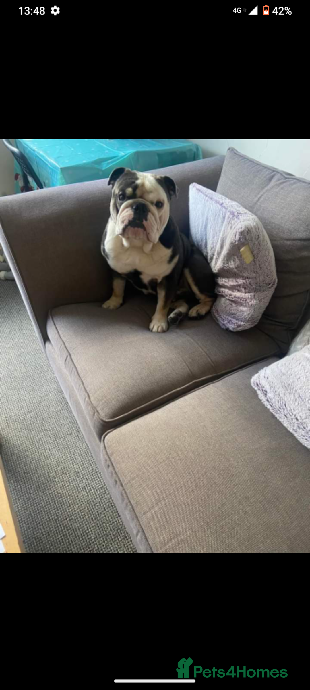 English Bulldog dogs for sale: English bulldog  - Image 2