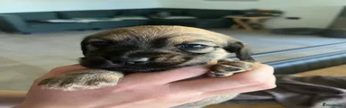 Miniature Dachshund 4