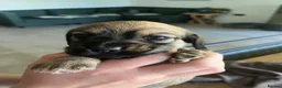 Miniature Dachshund dogs for sale: Gorgeous miniature Dachshund puppies-family raised - Advert 11